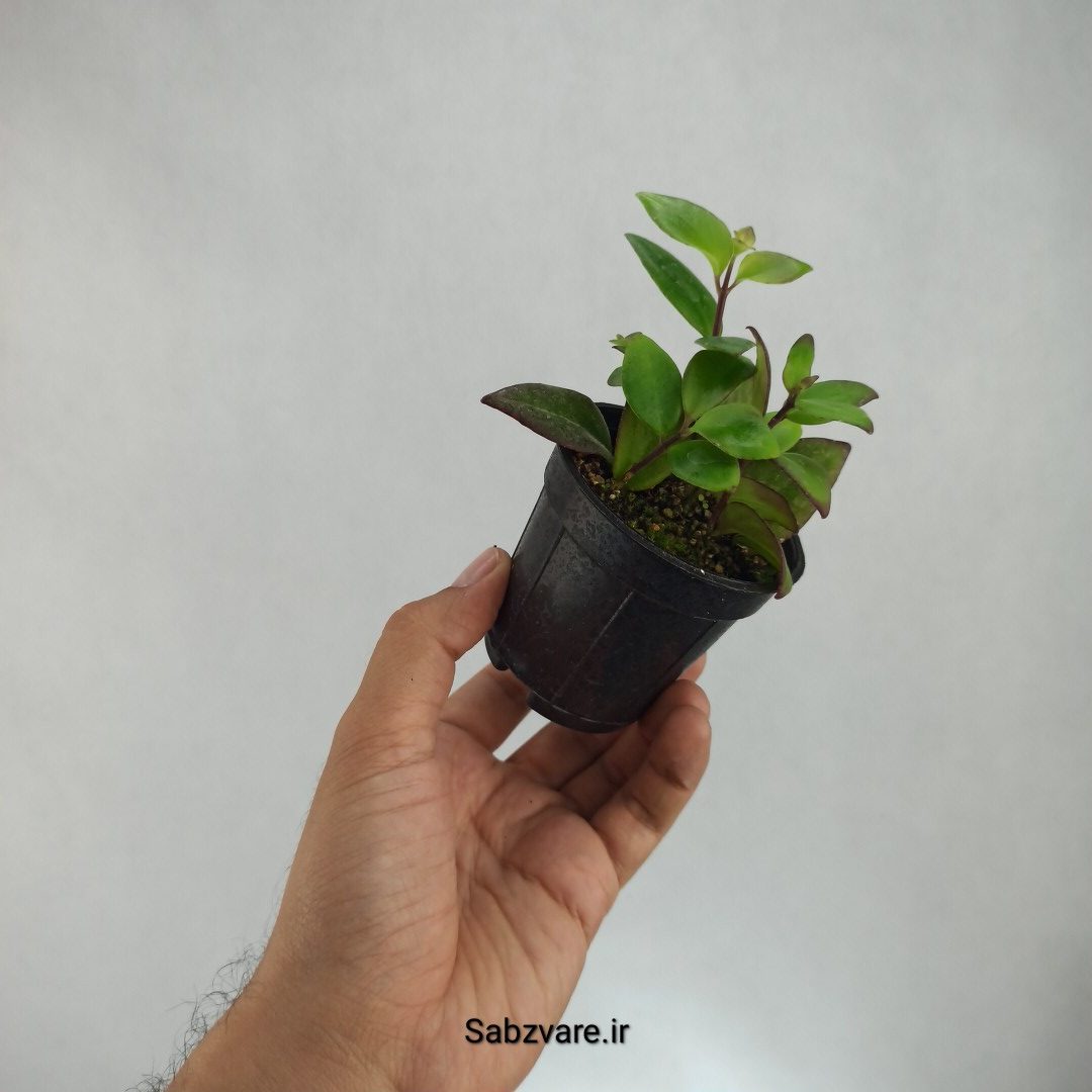 آشیانتوس رژ لبی سبز (T22982) - Image 2
