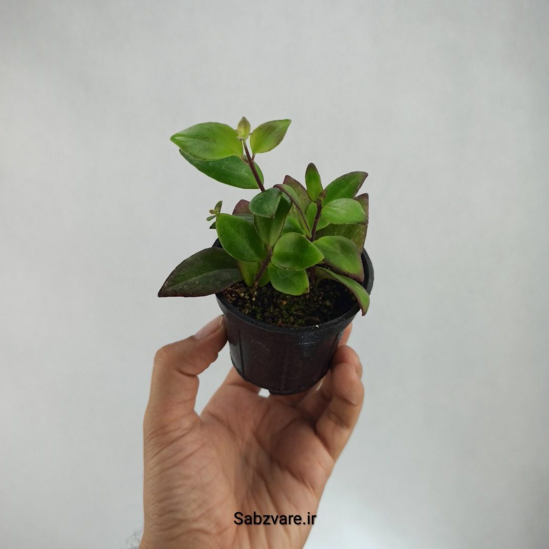 آشیانتوس رژ لبی سبز (T22982)