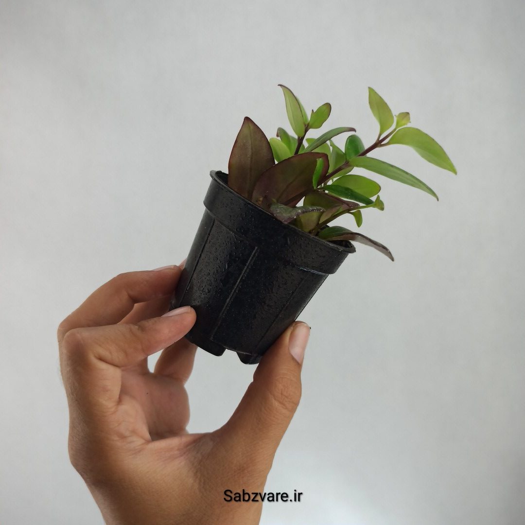 آشیانتوس رژ لبی سبز (T22982) - Image 3
