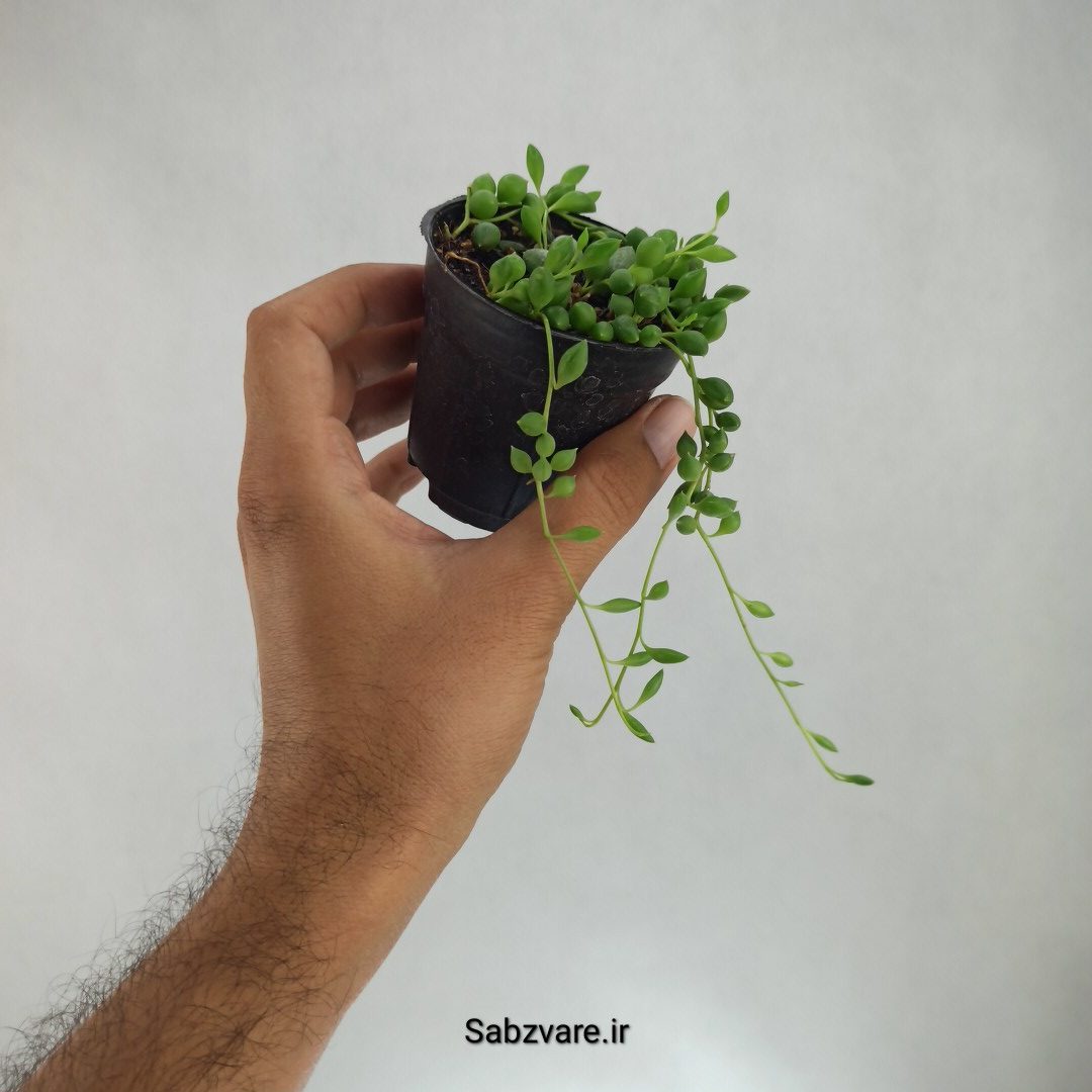 غوره ای (T22985) - Image 3