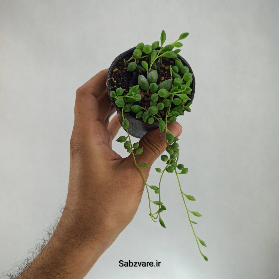 غوره ای (T22985)