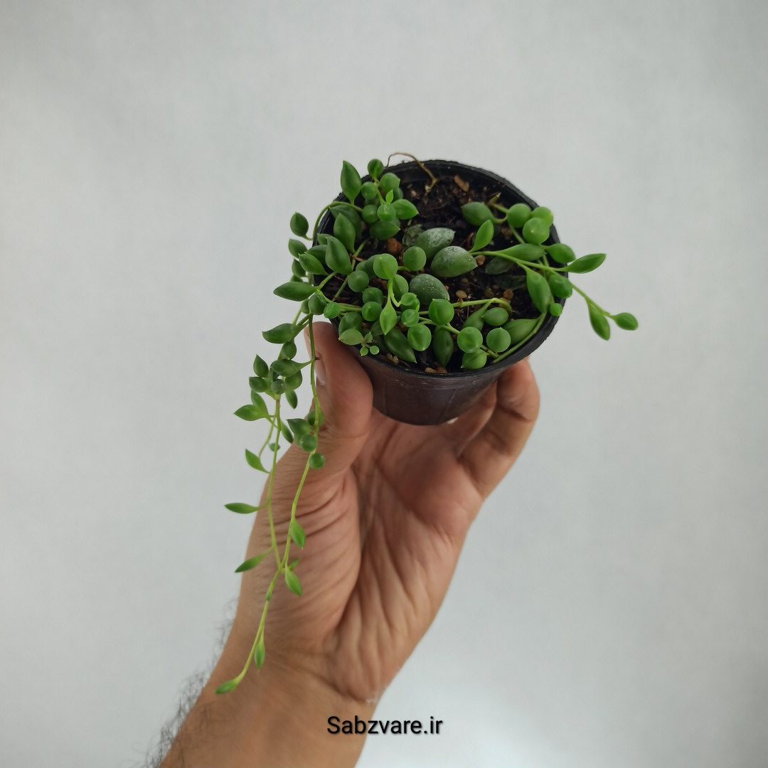 غوره ای (T22985) - Image 2