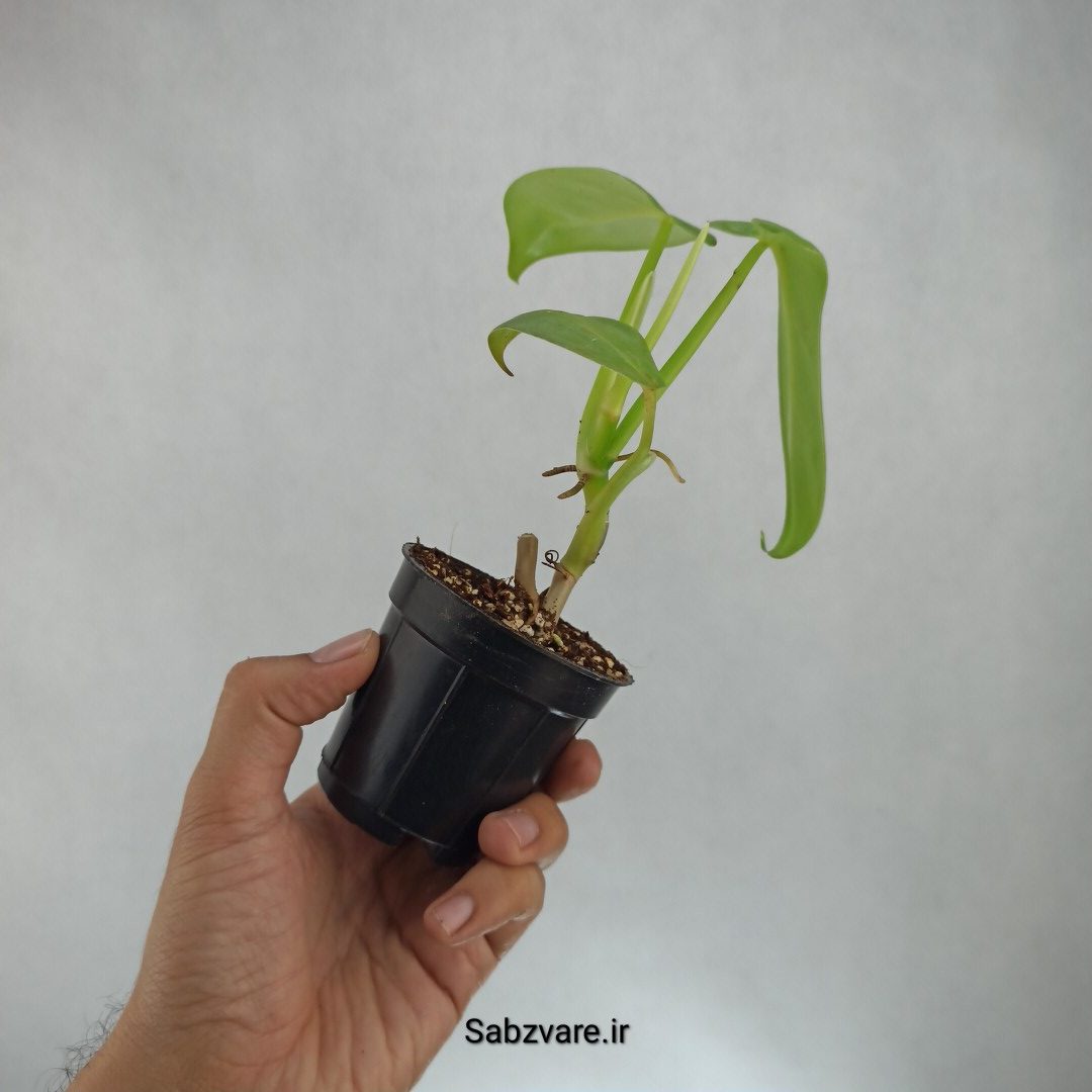 فیلودندرون برگ ویولونی (U23003) - Image 3