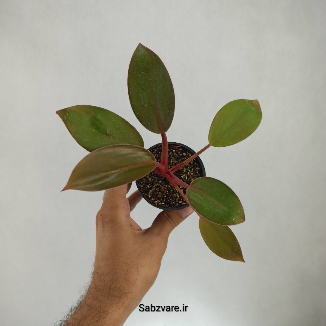 فیلودندرون رد بیوتی (V23028)
