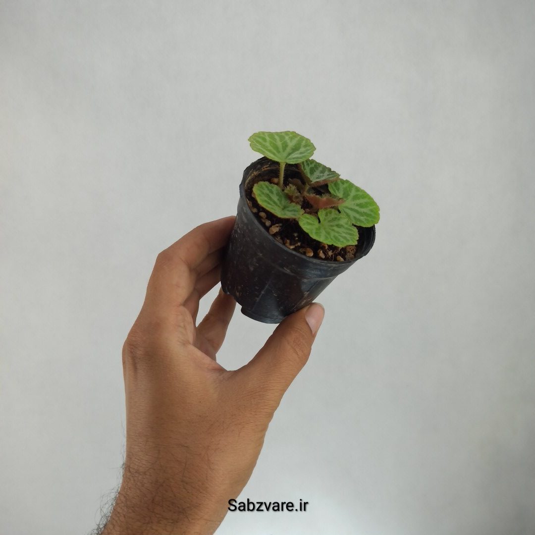 ساکسی فراژ (V23030) - Image 3