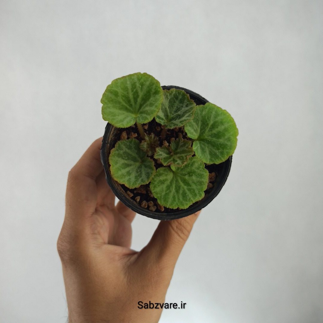 ساکسی فراژ (V23030)