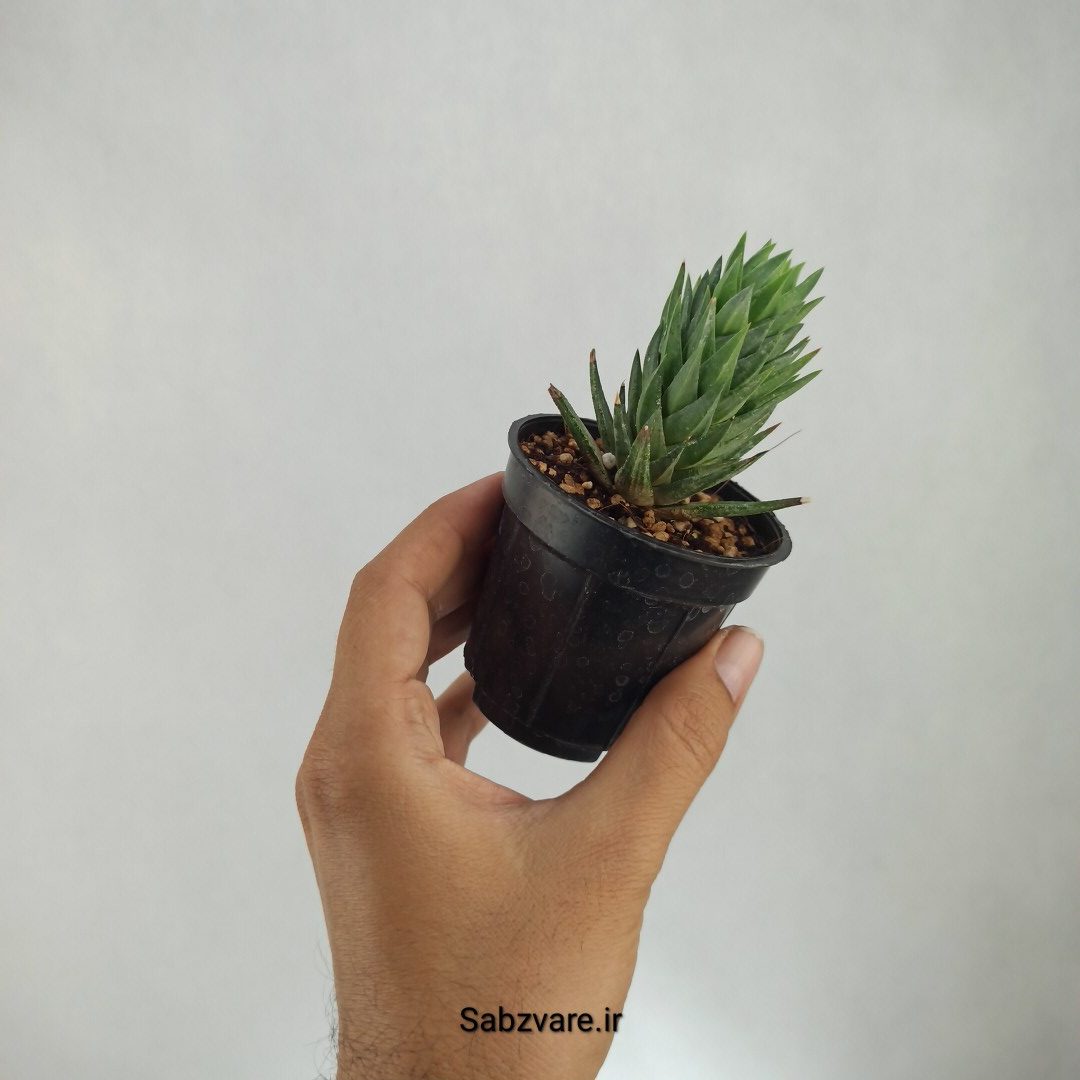 هاورتیا گلائوکا (V23018) - Image 3