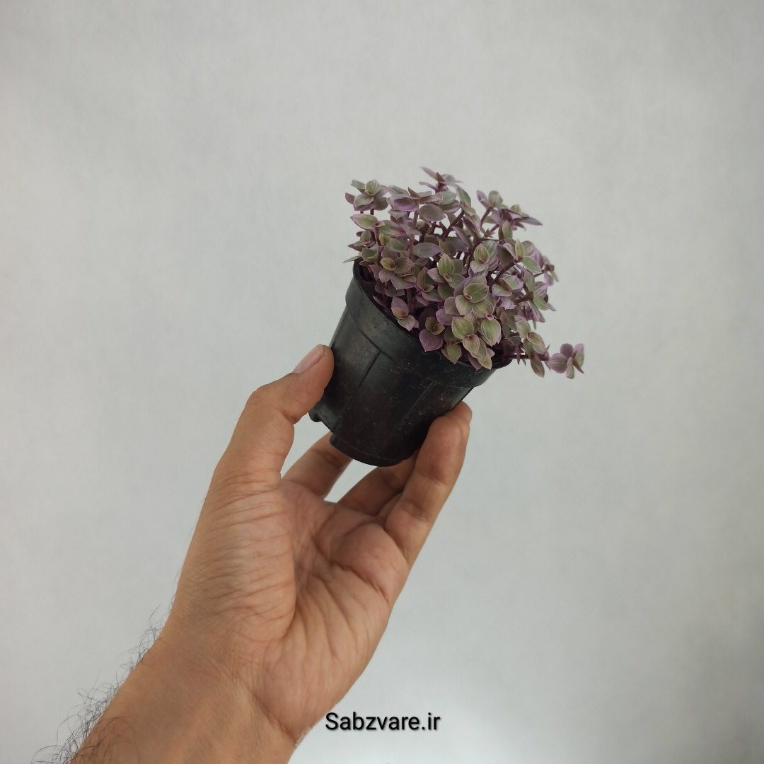 چمن کالیسیا صورتی (V23017) - Image 2