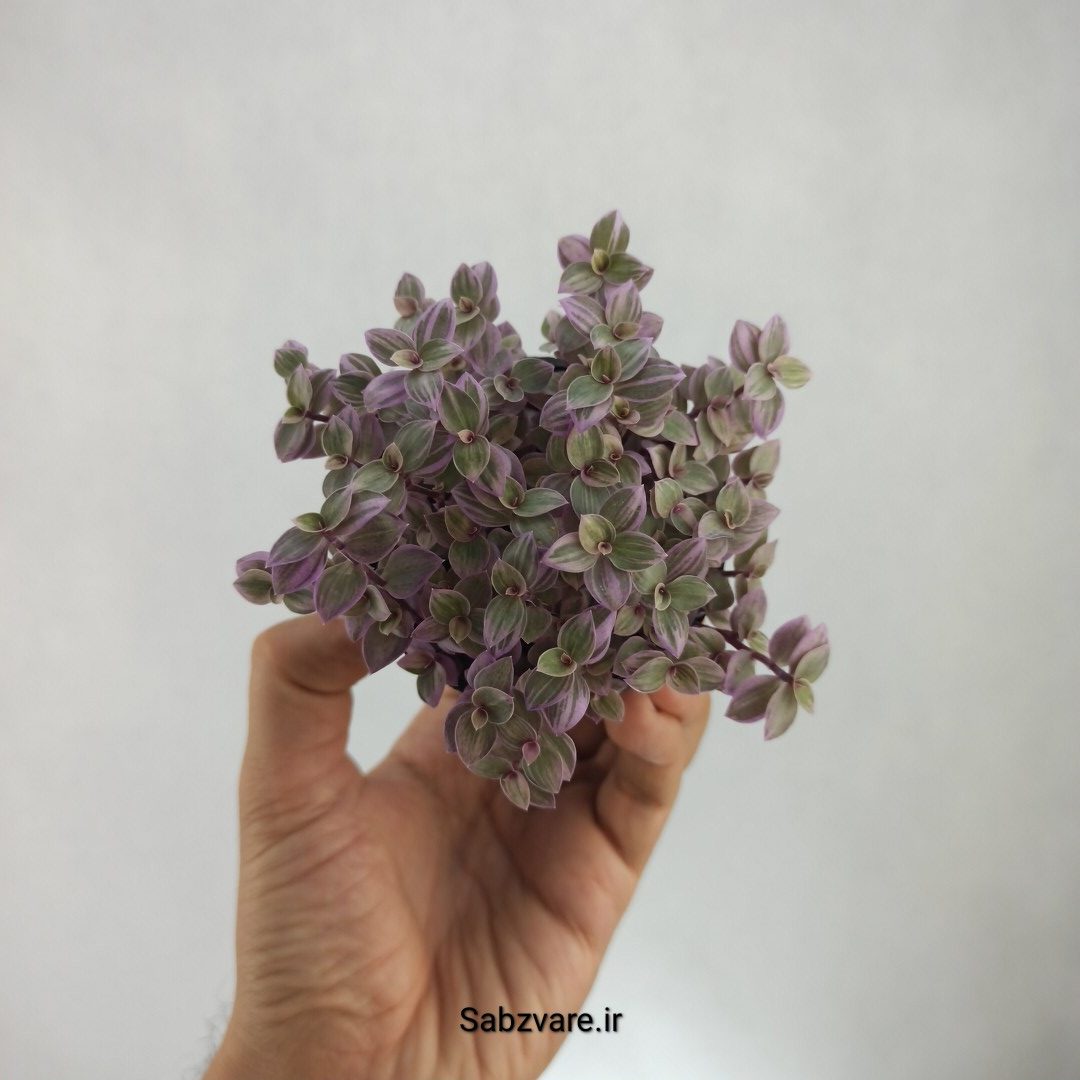 چمن کالیسیا صورتی (V23017)