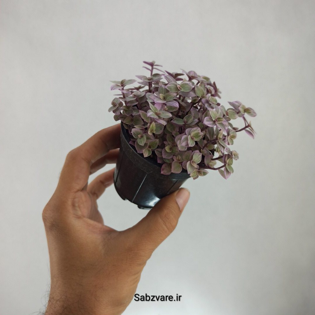 چمن کالیسیا صورتی (V23017) - Image 3