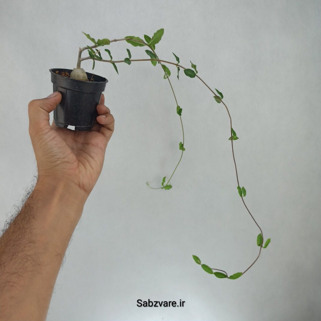 فوکیا (V23016)