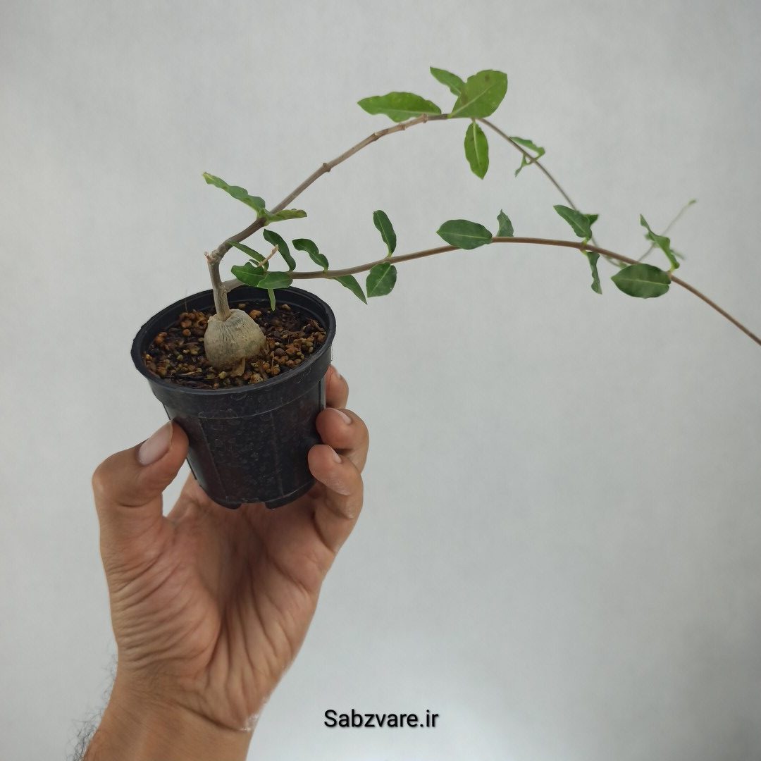 فوکیا (V23016) - Image 3