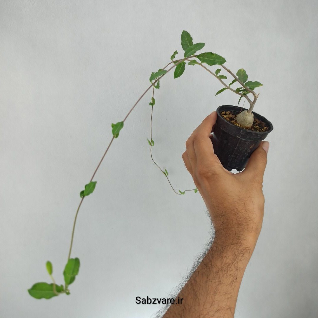 فوکیا (V23016) - Image 2