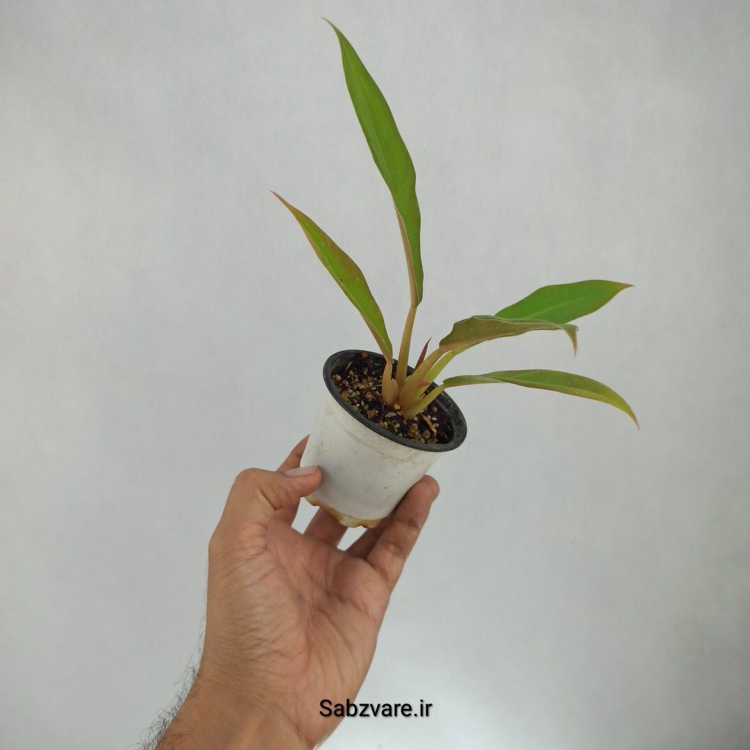 فیلودندرون کنگره سبز (V23013) - Image 3