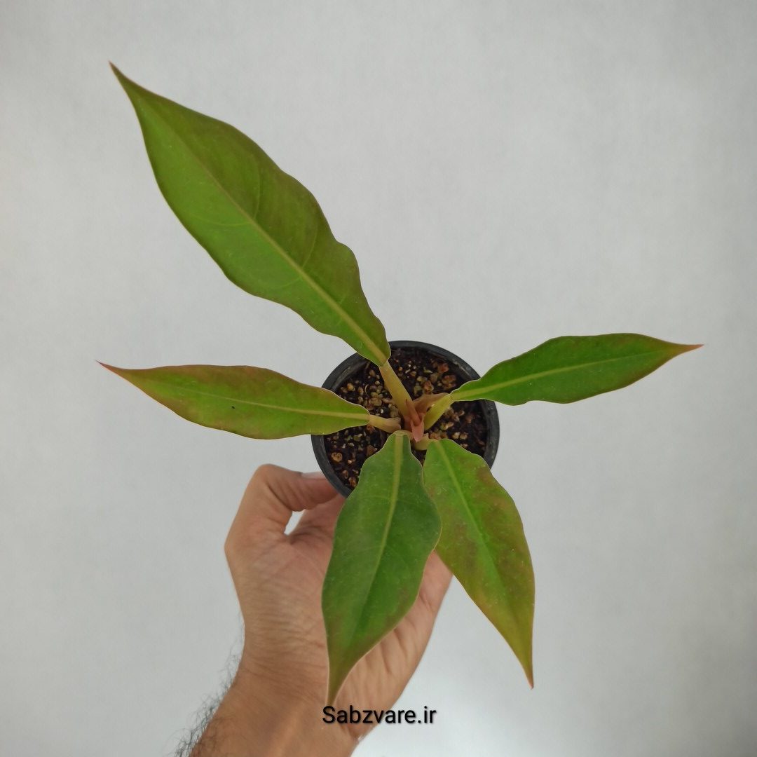 فیلودندرون کنگره سبز (V23013)