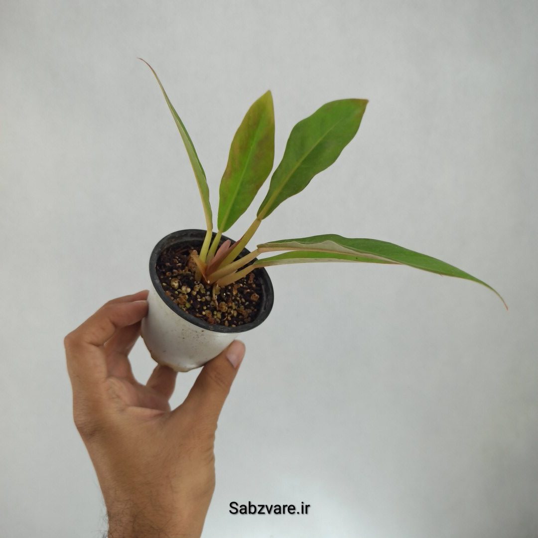 فیلودندرون کنگره سبز (V23013) - Image 2