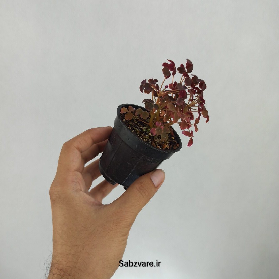 اگزالیس مینیاتوری (W23033) - Image 2