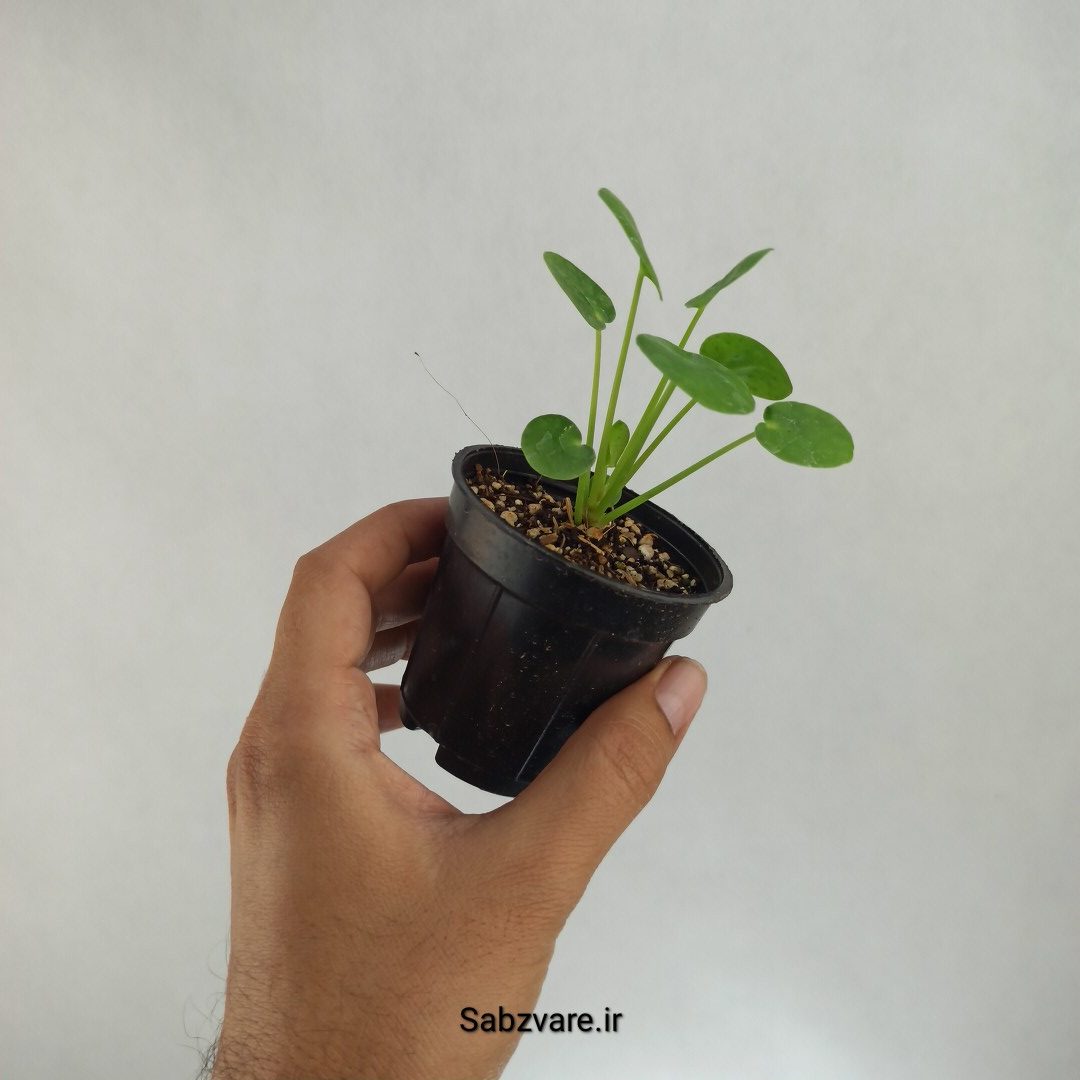 سکه چینی (W23034) - Image 2