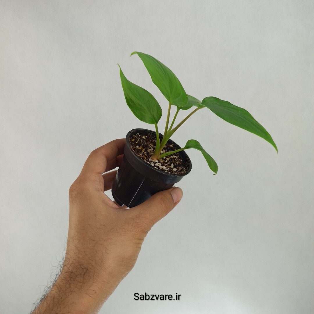 هومالومنا مگی (W23035) - Image 3