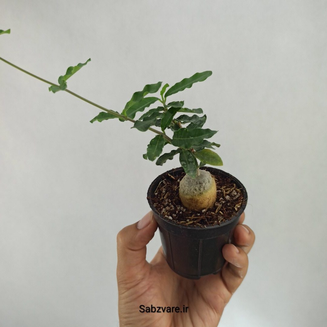 فوکیا (W23041) - Image 3