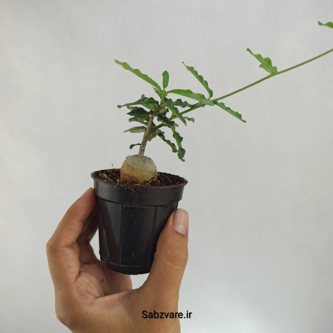 فوکیا (W23041) - Image 2