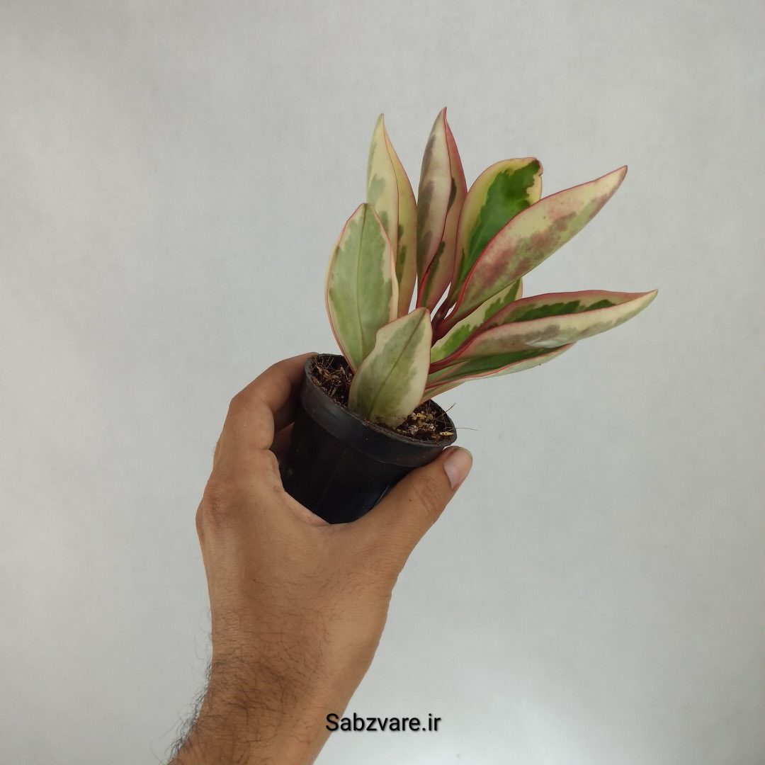 برگ قاشقی شرابی (W23048) - Image 3