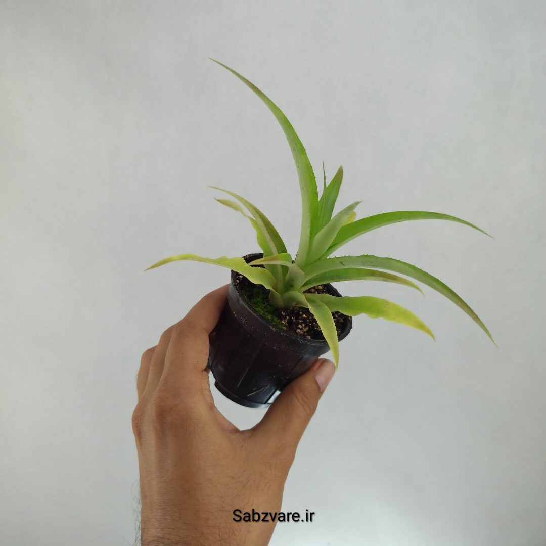 آناناس (W23052) - Image 2