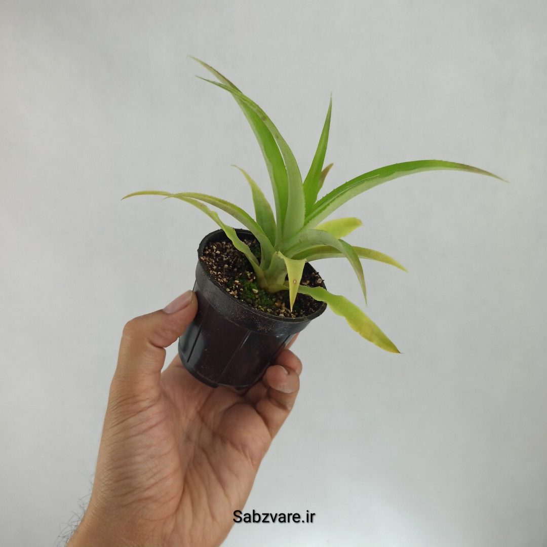 آناناس (W23052) - Image 3