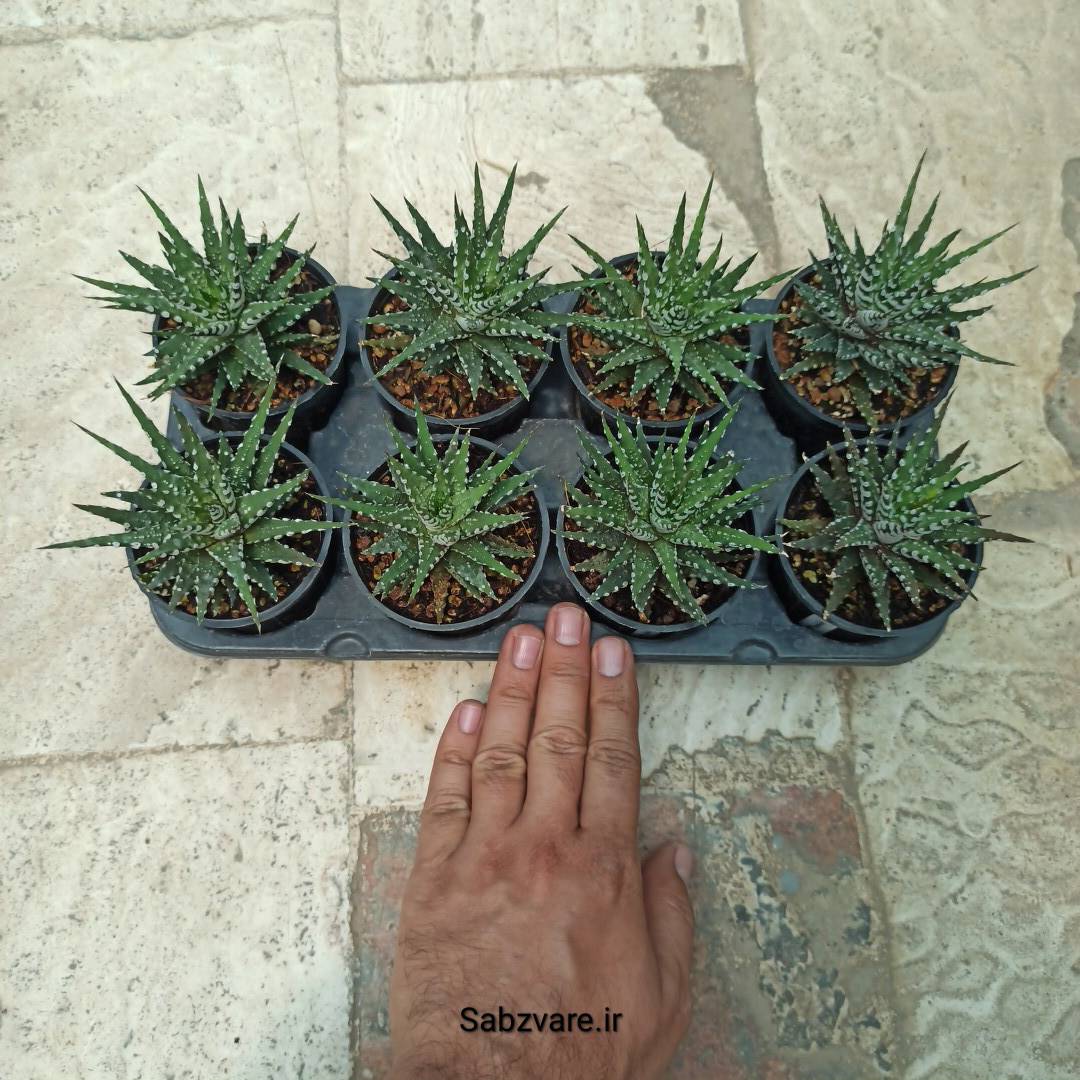 فروش عمده هاورتیا آلبینو