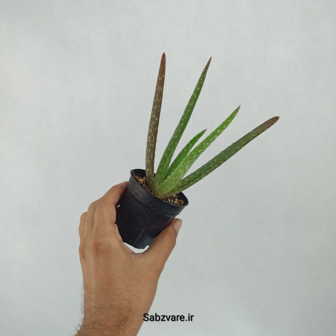 آلوئه ورا (H23271)