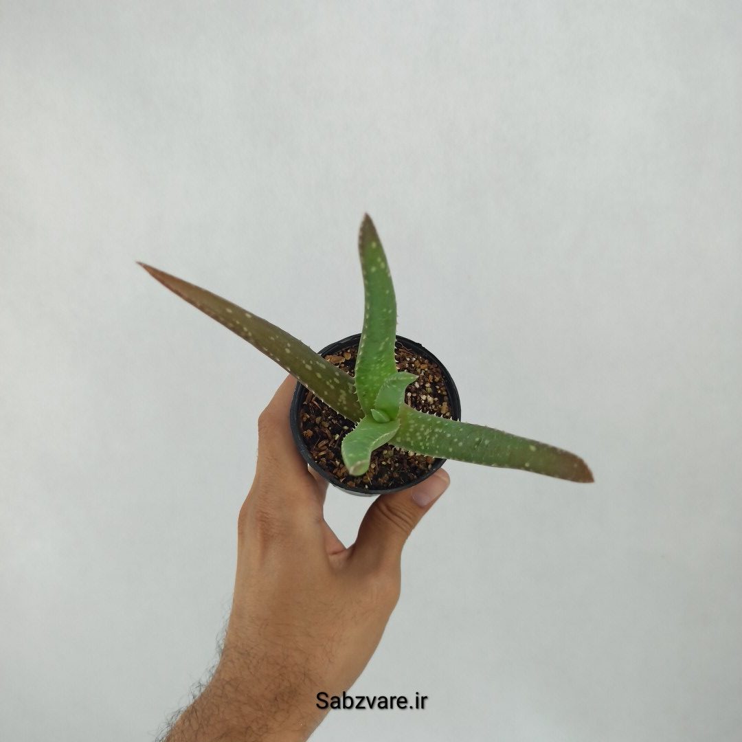 آلوئه ورا (H23271) - Image 3