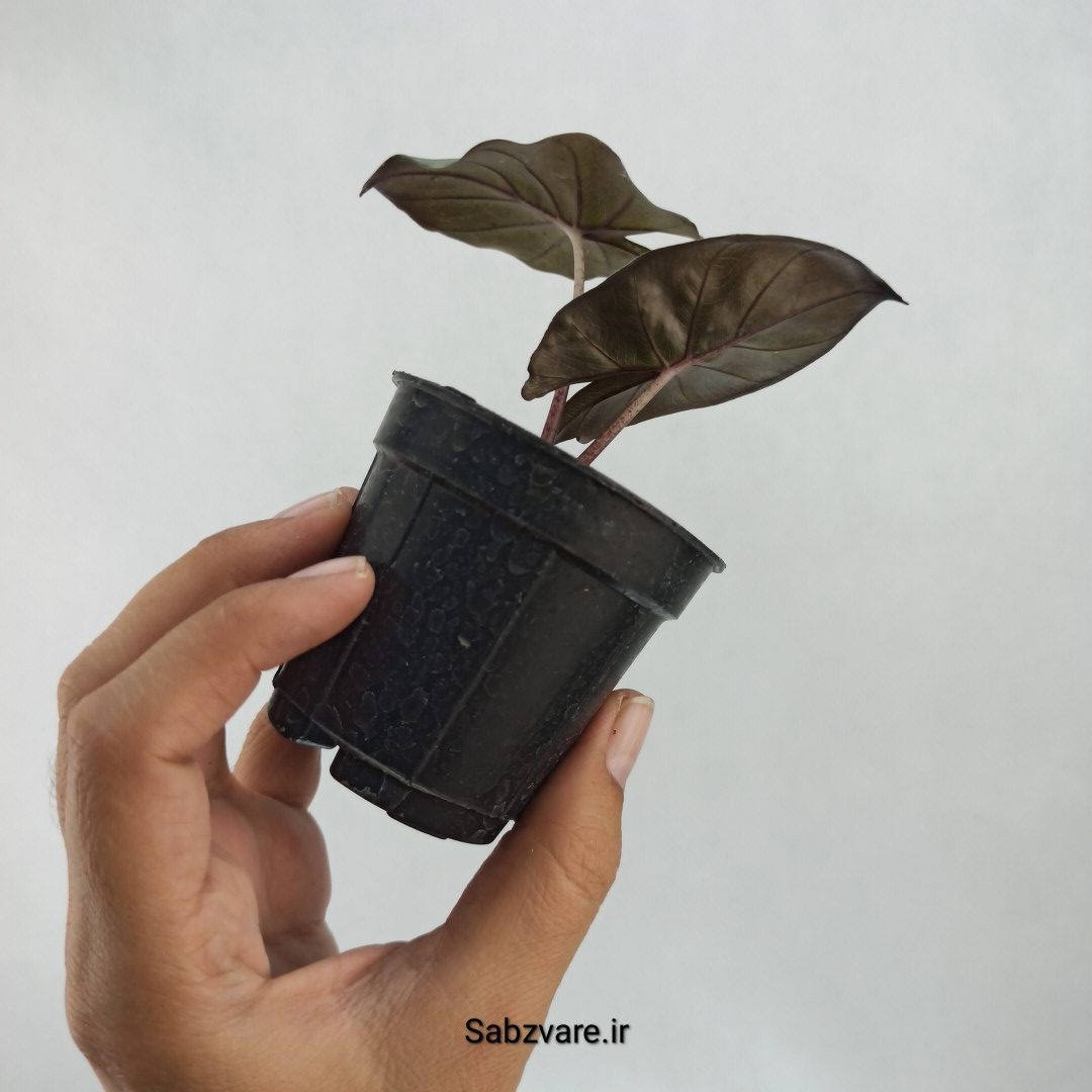 آلوکازیا یوکاتان (H23282) - Image 3