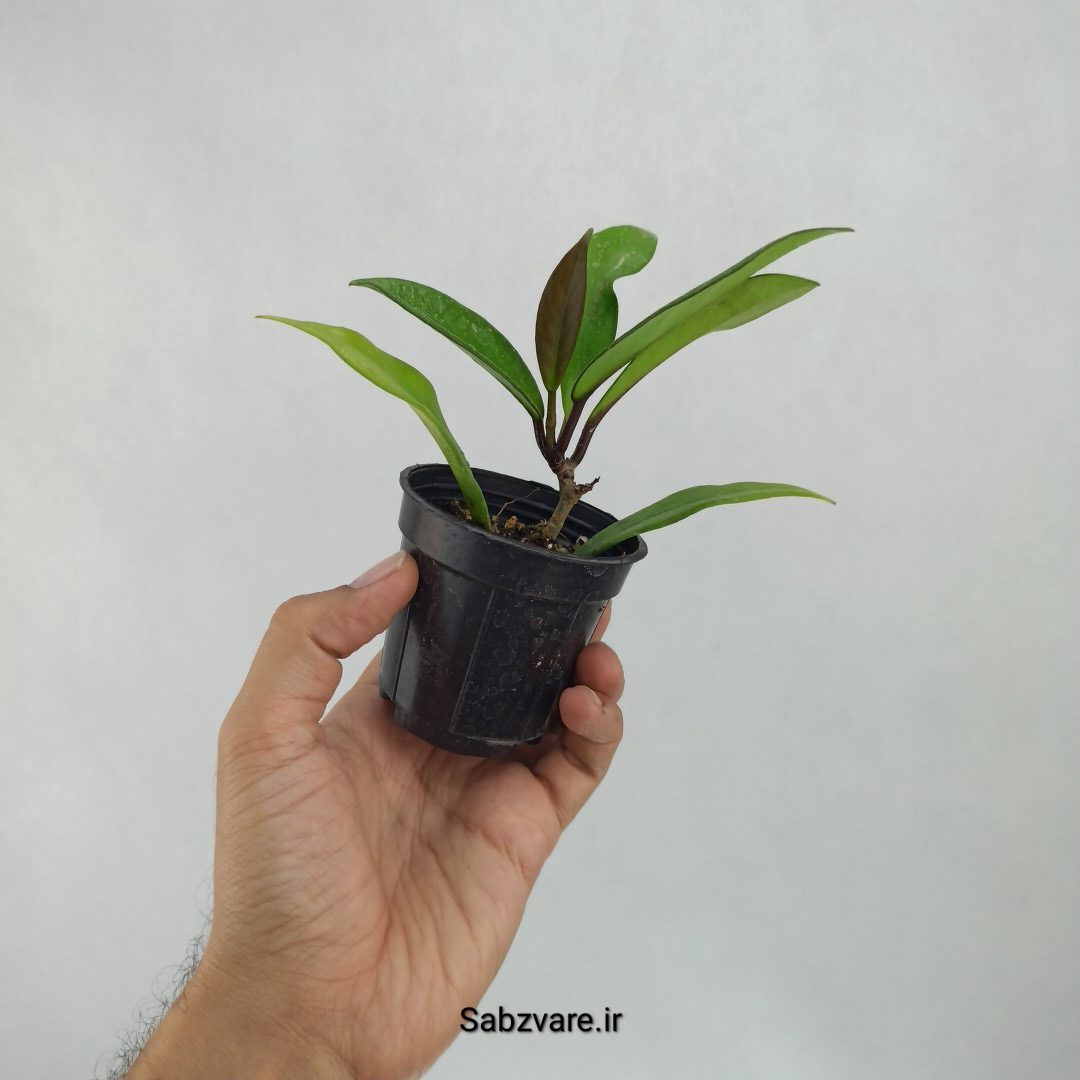 هویا پابیکالیکس (I23287) - Image 3