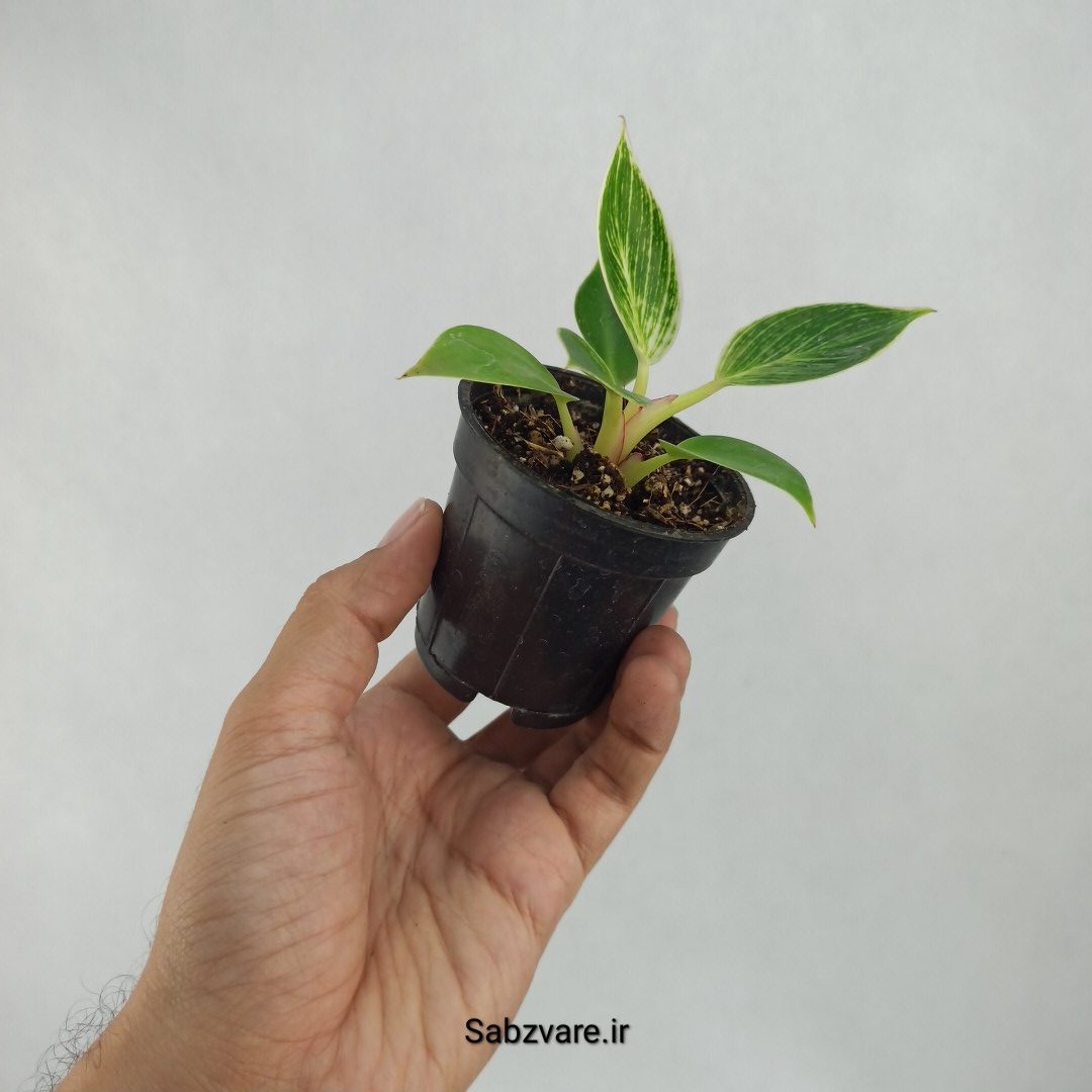 فیلودندرون برکین (I23294) - Image 2