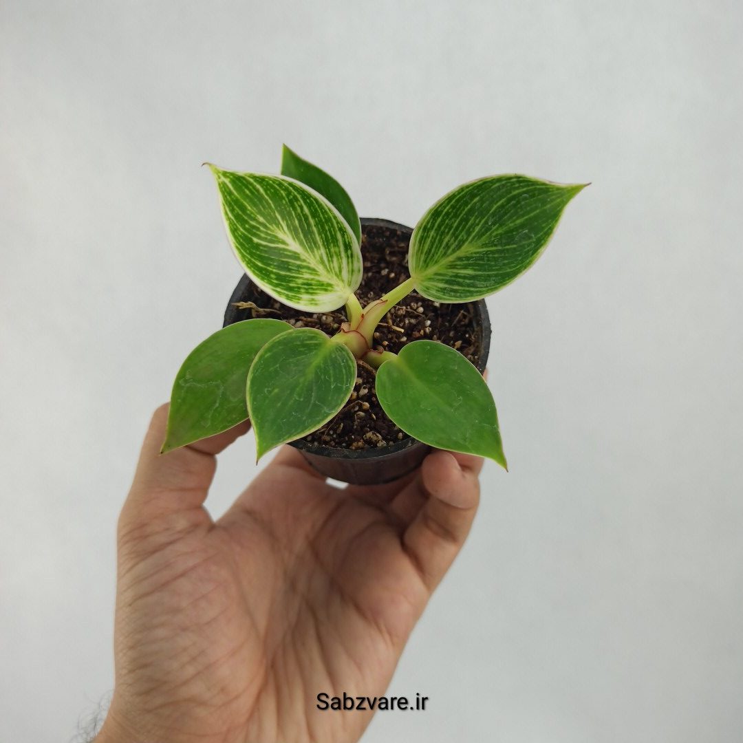 فیلودندرون برکین (I23294)