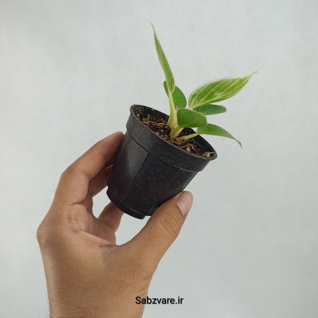 فیلودندرون برکین (I23294) - Image 3