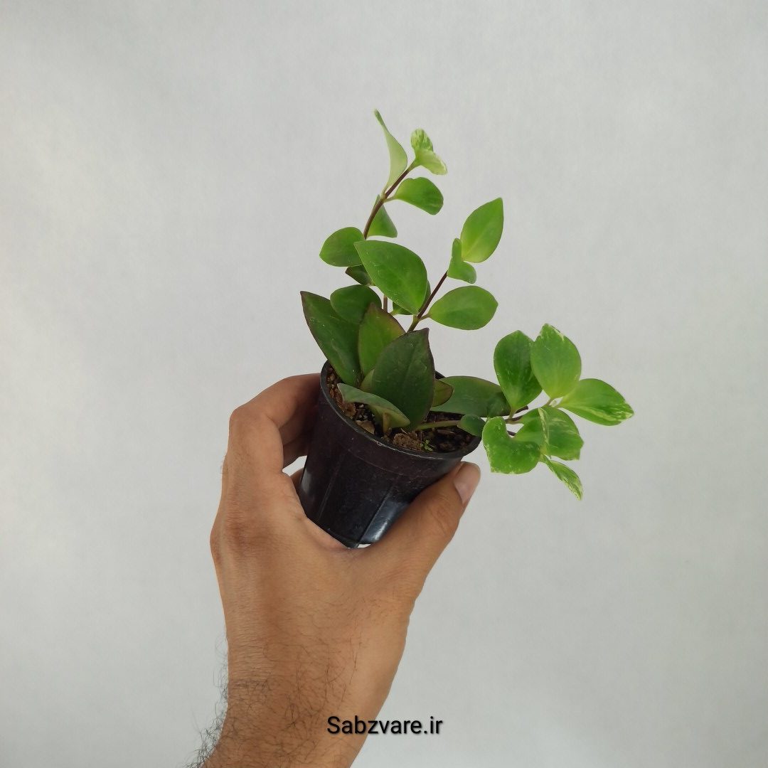 آشیانتوس رژ لبی ابلق (J23308) - Image 2