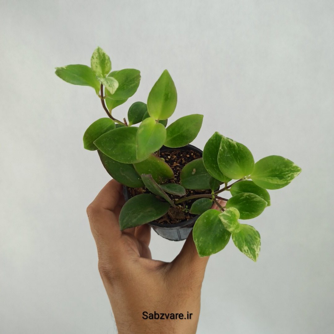 آشیانتوس رژ لبی ابلق (J23308)