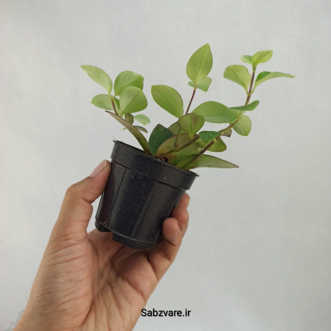 آشیانتوس رژ لبی ابلق (J23308) - Image 3