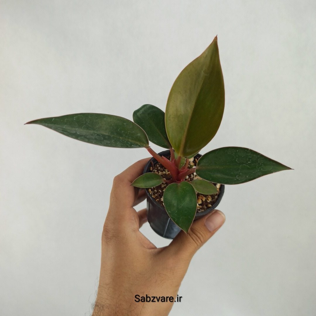 فیلودندرون رد بیوتی (J23309)