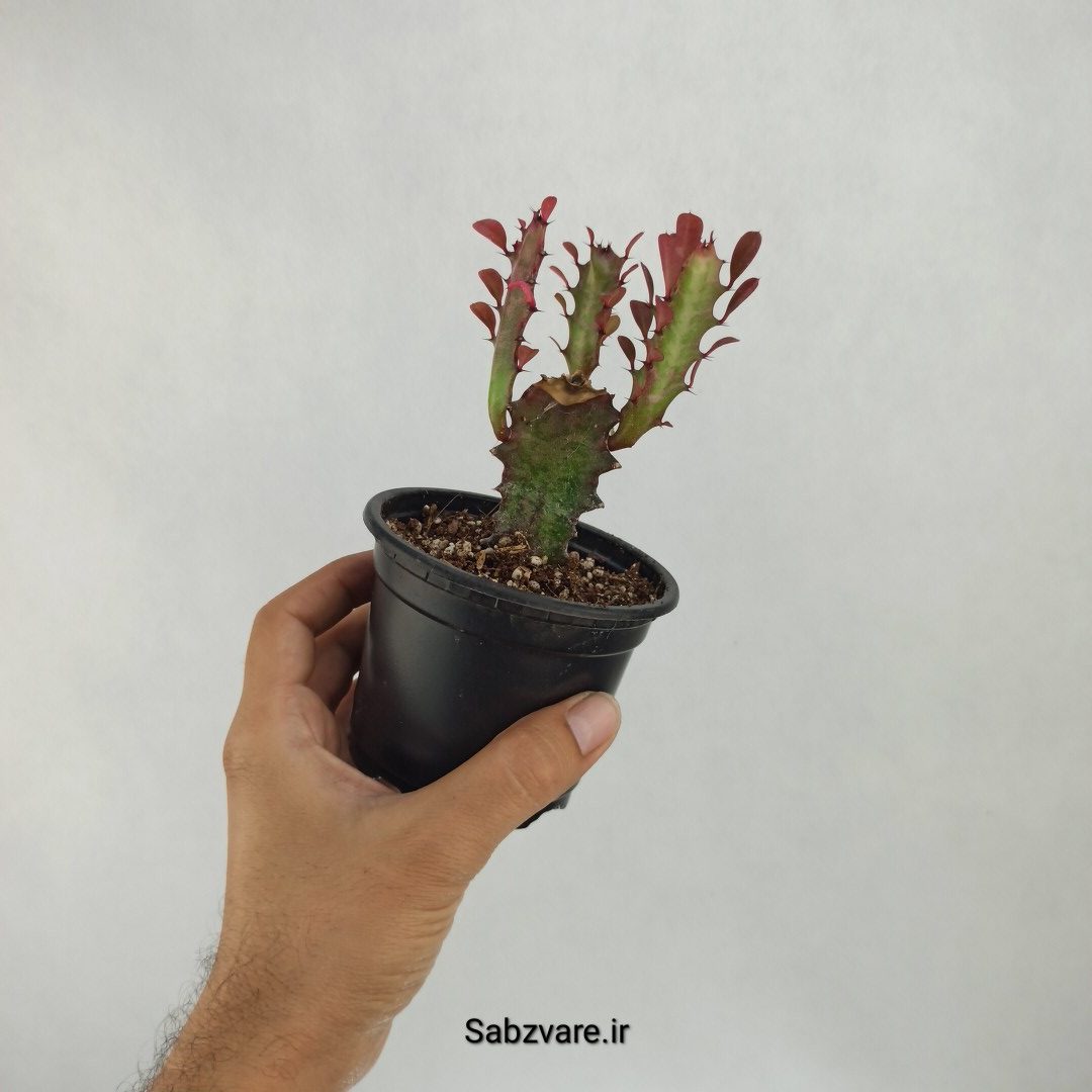 افوربیا تریگونا قرمز (J23313) - Image 3