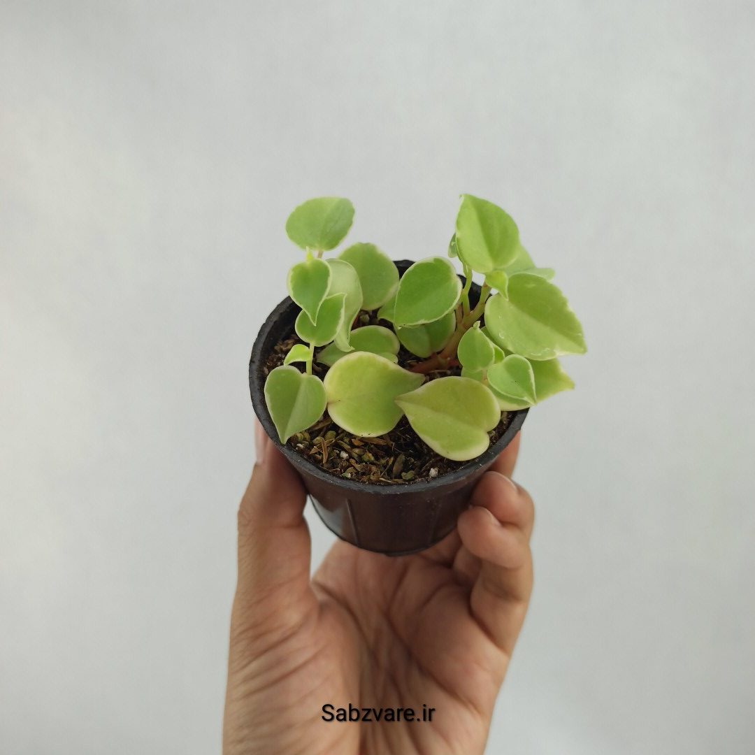 پپرومیا اسکاندنس (J23314)