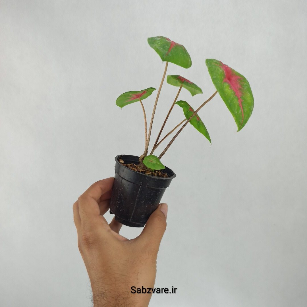 کالادیوم قرمز مینیاتوری (J23320) - Image 2