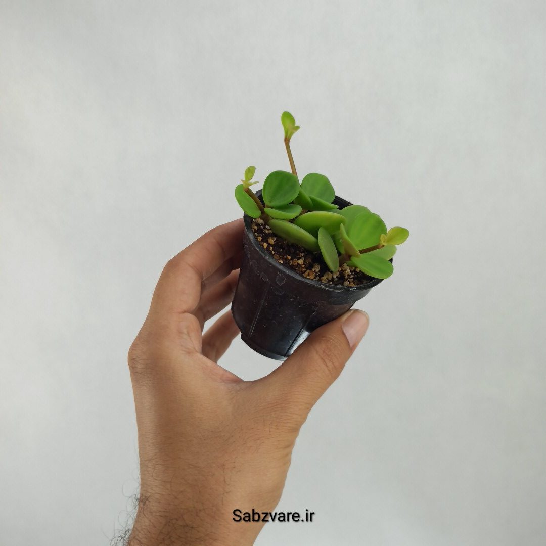 پپرومیا هوپ (J23321) - Image 3