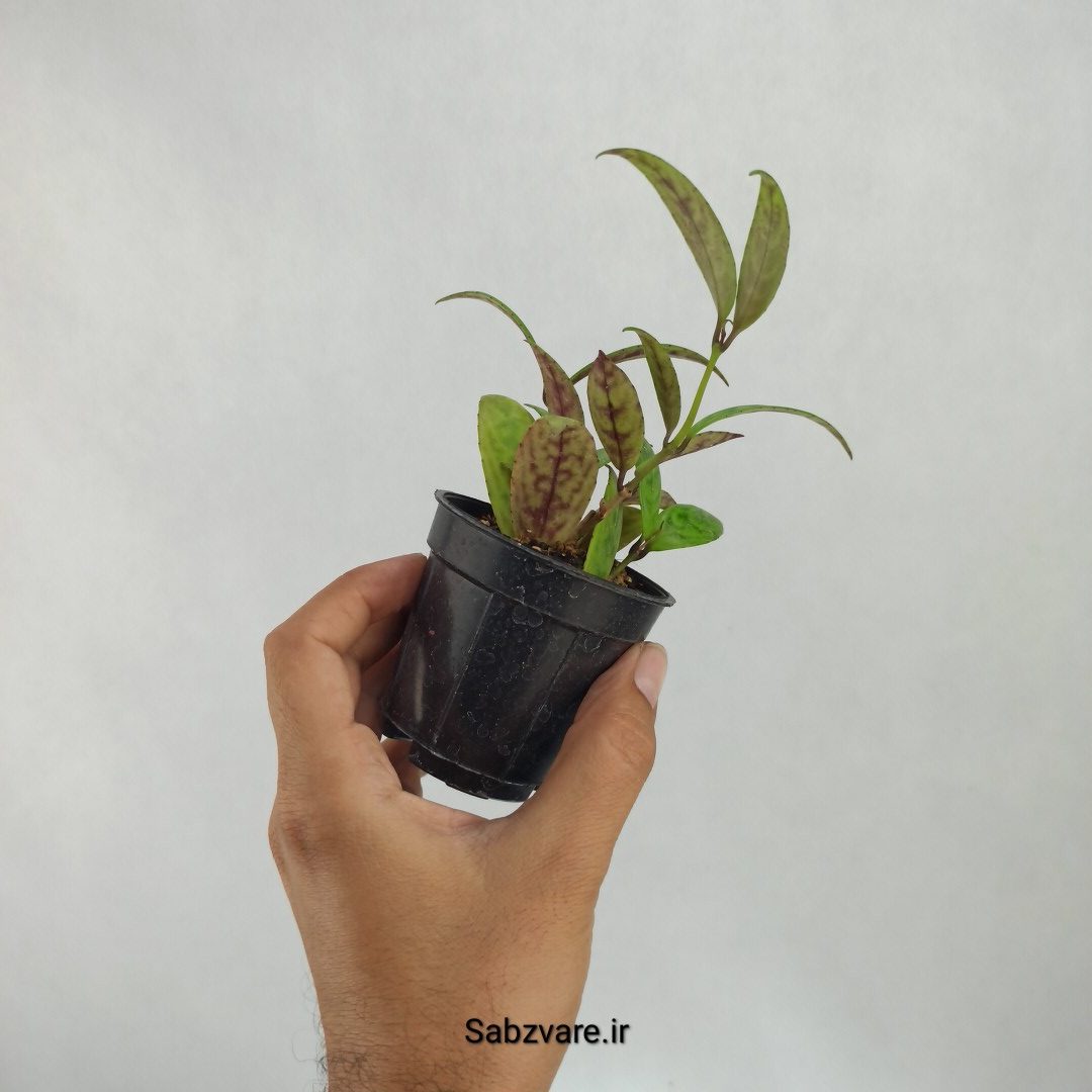 آشیانتوس لانگیکالیس (J23322) - Image 2