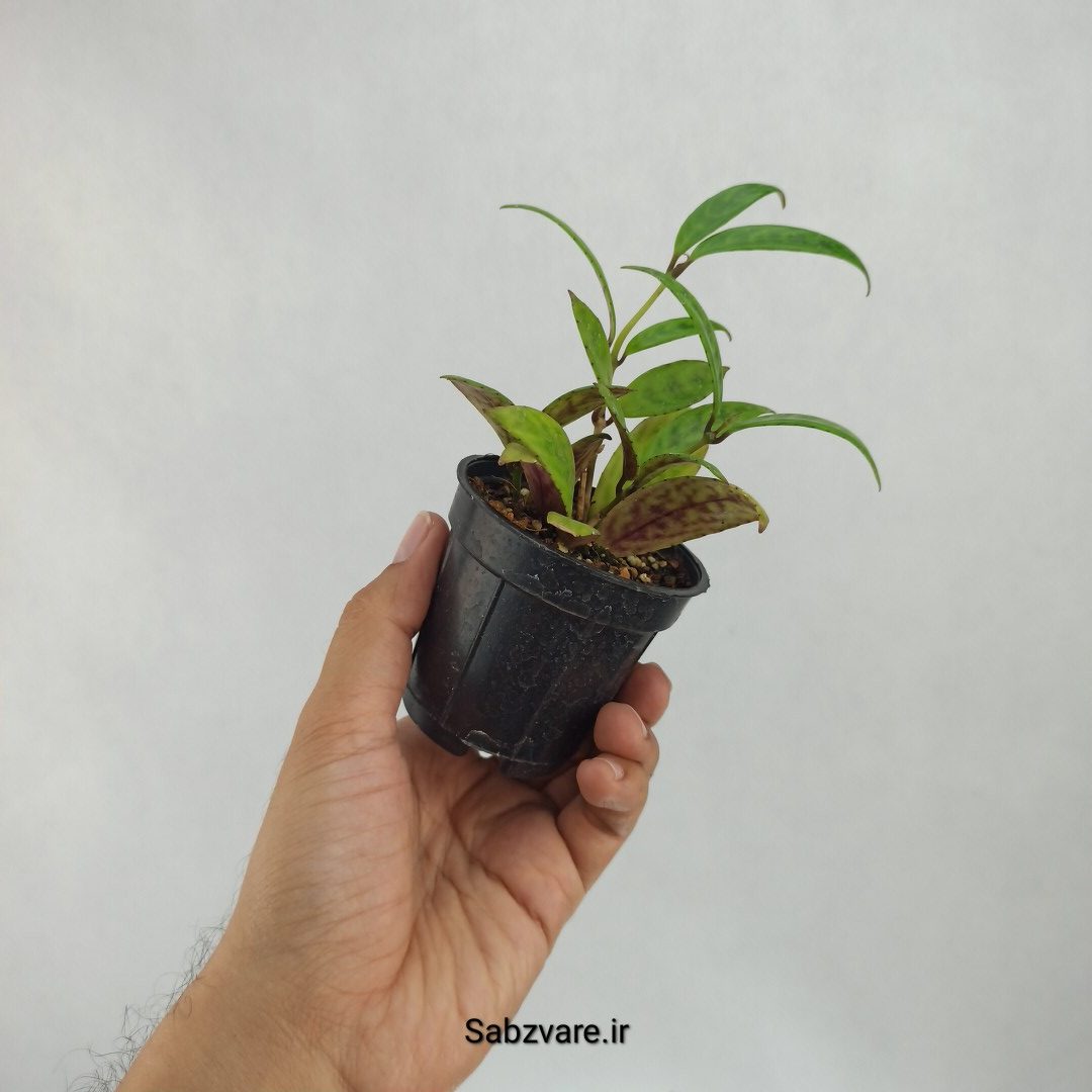 آشیانتوس لانگیکالیس (J23322) - Image 3