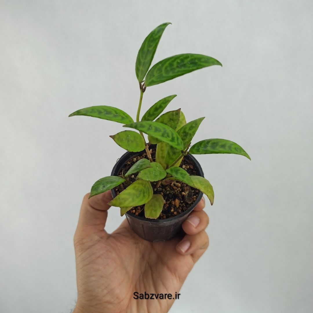 آشیانتوس لانگیکالیس (J23322)