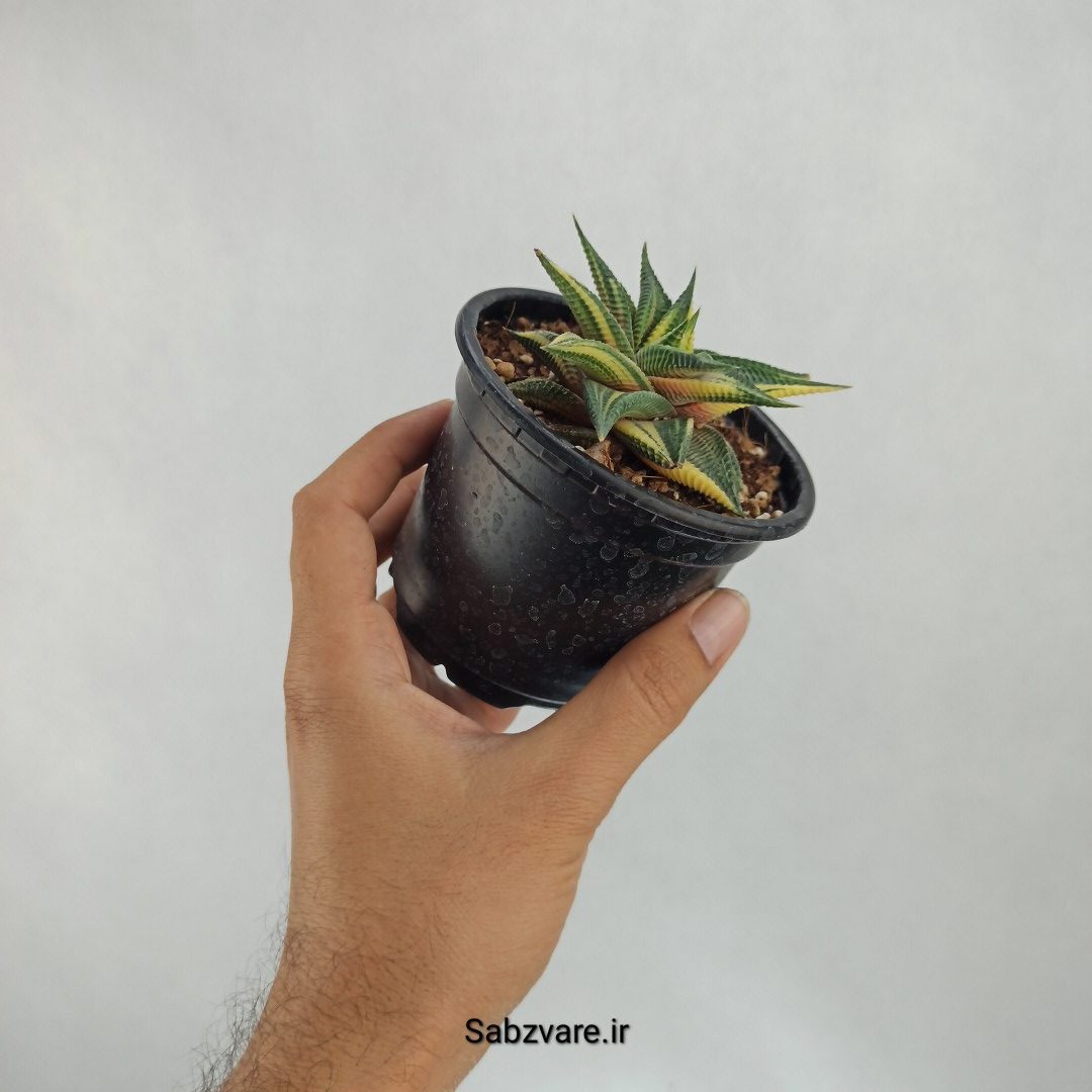 لیموفیلیا ابلق (J23326) - Image 2