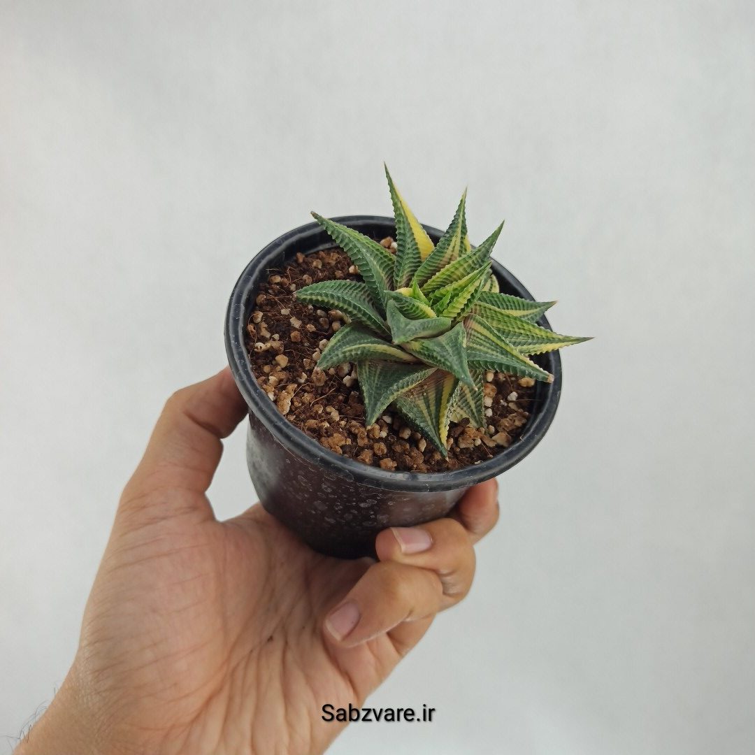 لیموفیلیا ابلق (J23326) - Image 3