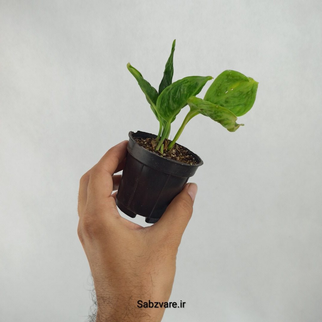 پتوس شانگریلا (K23333)